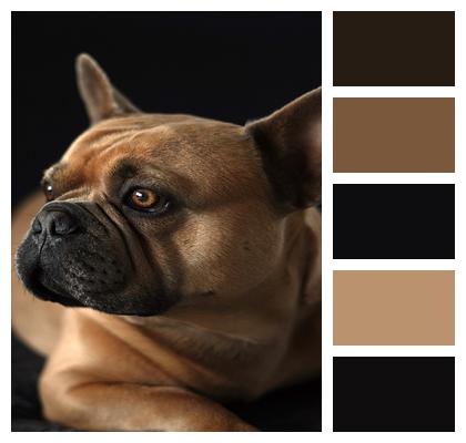 Black Background Dog French Bulldog Image